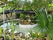 frogpond
